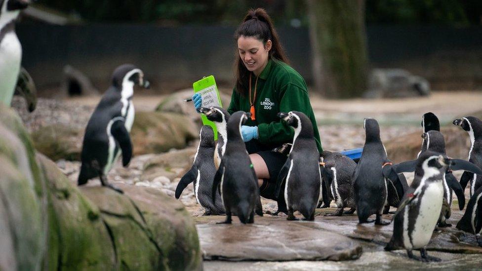 Photo of a zookeeper counting penguins as part of London Zoo's annual stocktake.