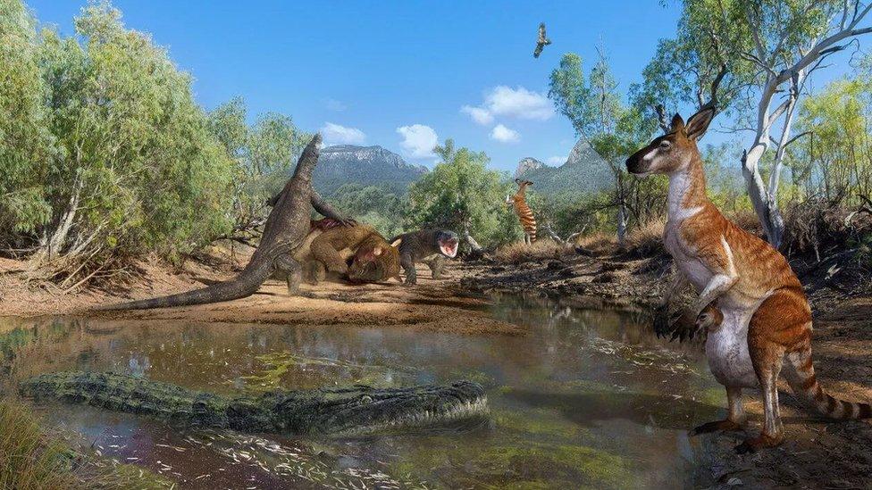 An artist's impression of several of the species discovered, including giant kangaroos, lizards and crocodiles