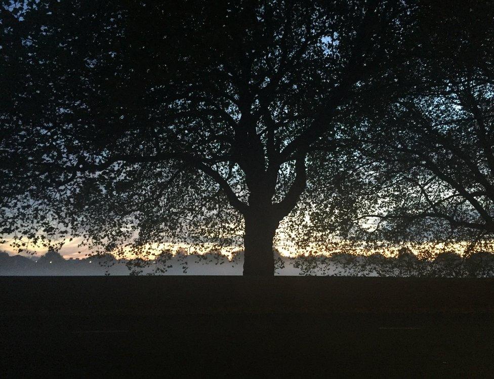 Morning mist behind a tree