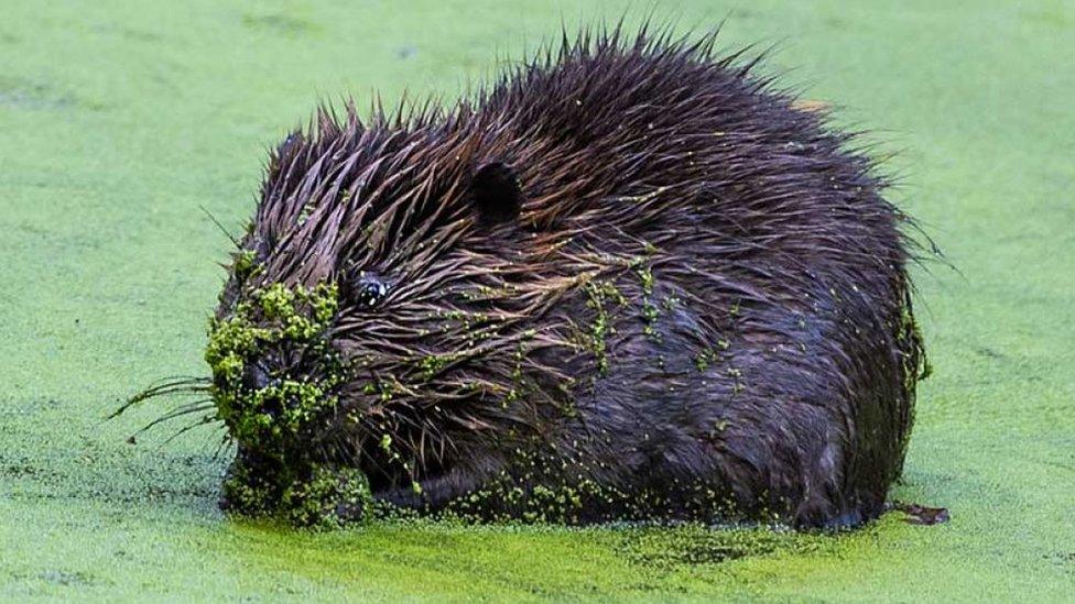 Baby beaver