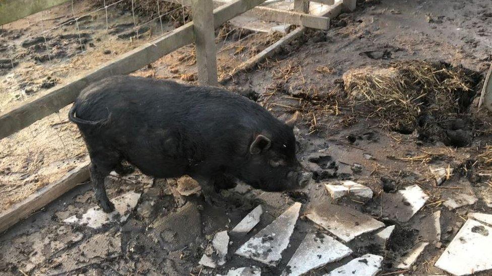 Lost pig