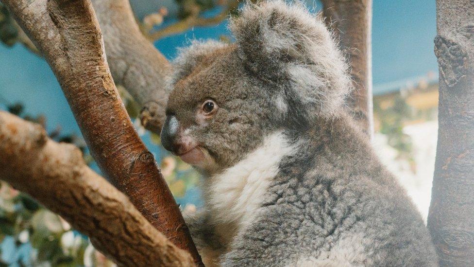 Yani the koala perched in a tree