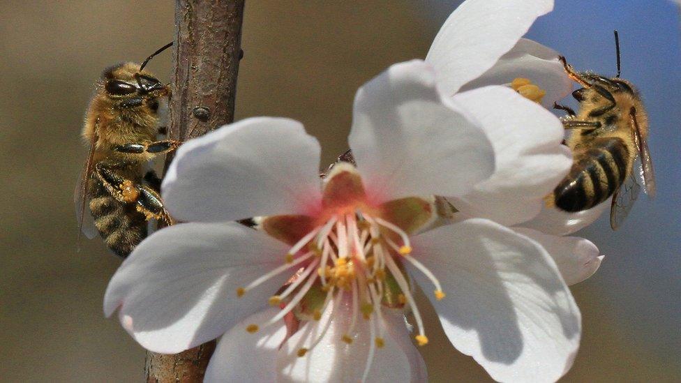 Honey bees on an almond flower