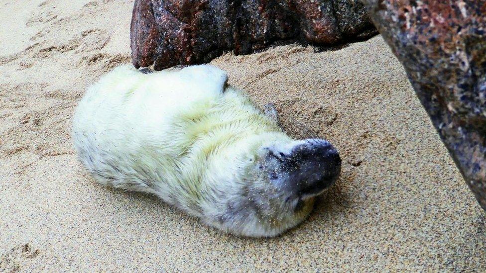 One week old seal pup, Snoozy