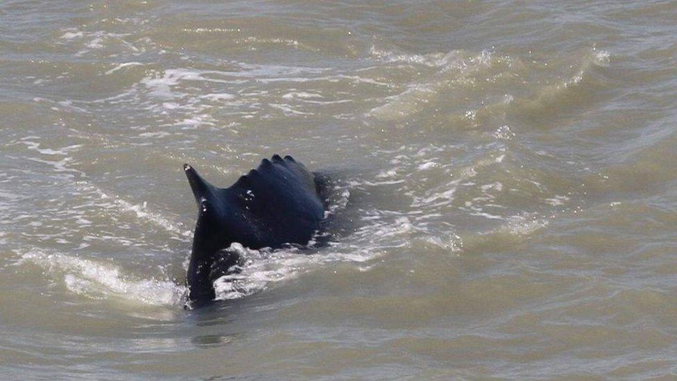 The humpback whale's dorsal fin can be seen