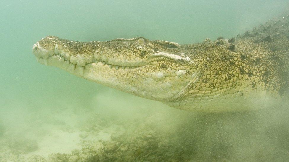 crocodile under water