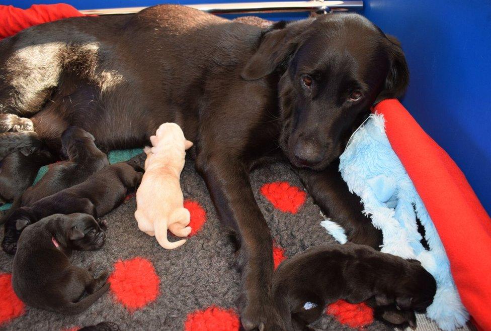 Abby lying down with her puppies