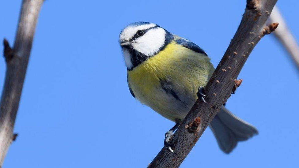 Blue Tit