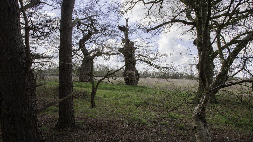 Trees at Oxburgh Hall