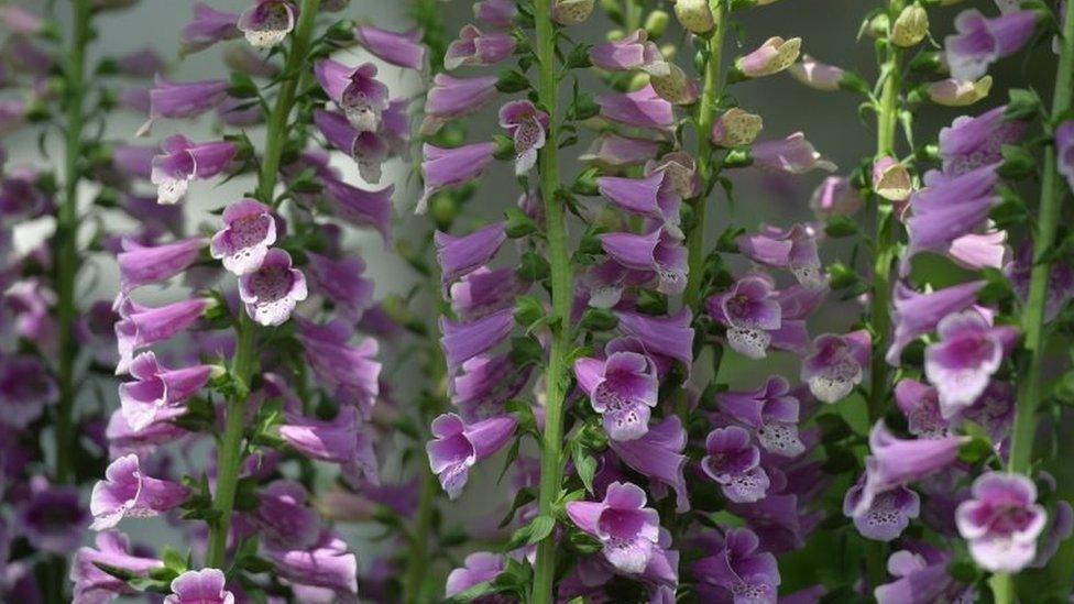 Foxgloves