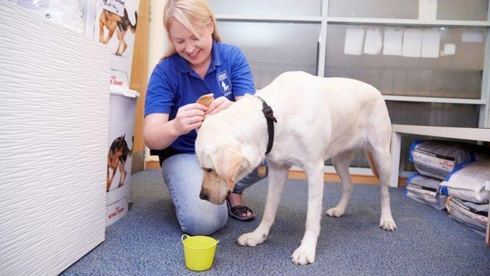 Dog with trainer