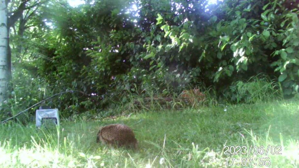 Hedgehogs