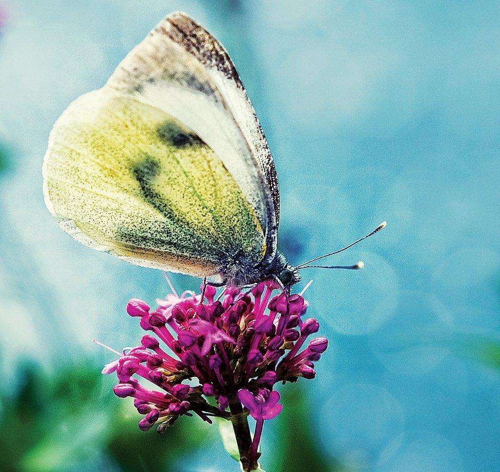 Clouded yellow butterfly