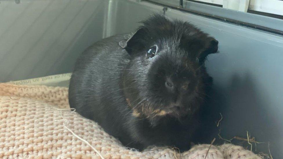 Guinea pig