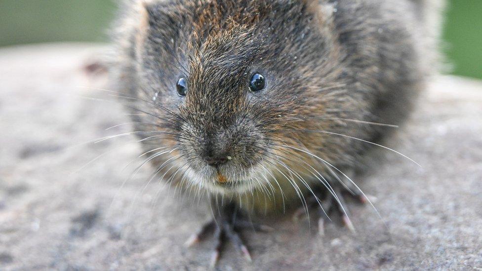 A water vole