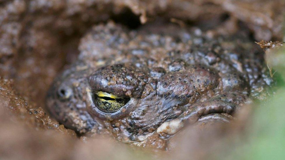 Natterjack toad