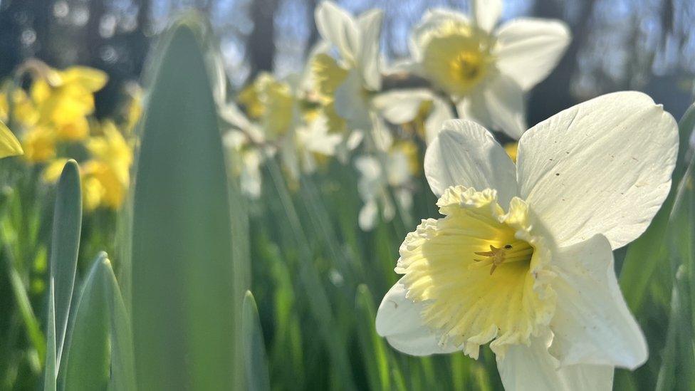 A mixture of different coloured daffodils growing in the ground