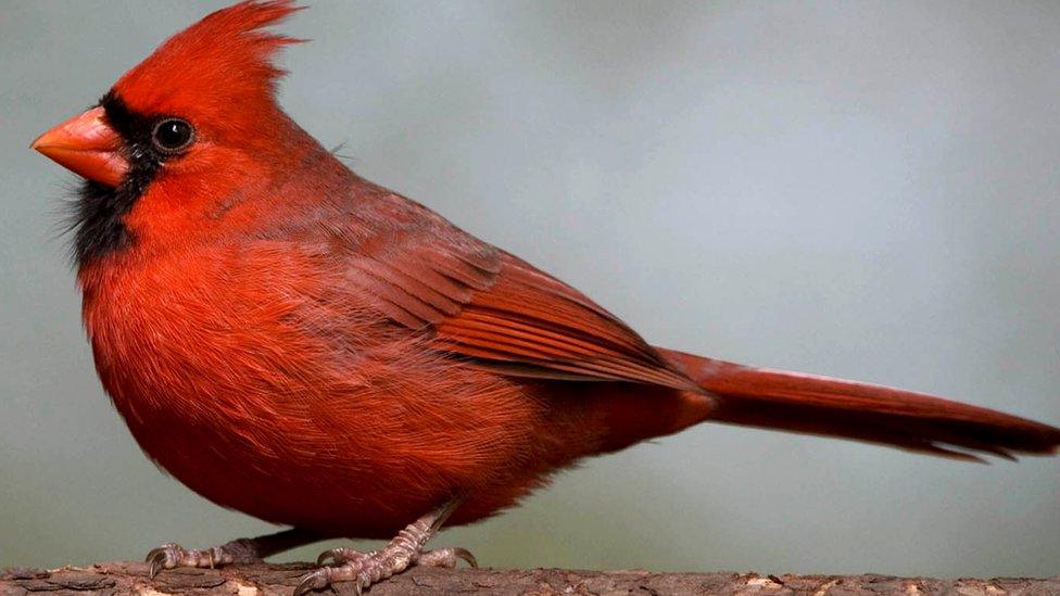 red cardinal bird