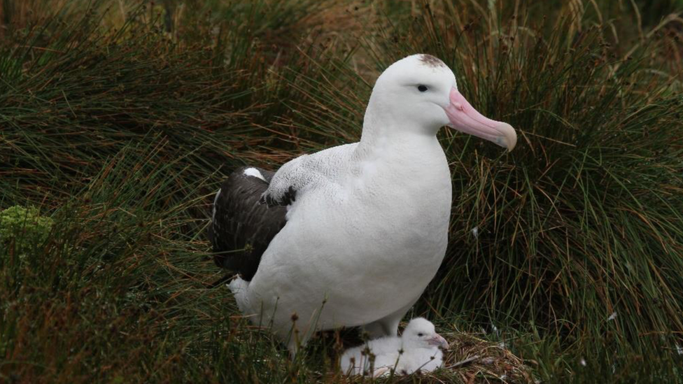 An albatross