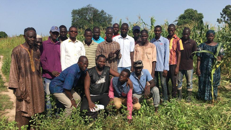 Workers on a maize farm in Senegal