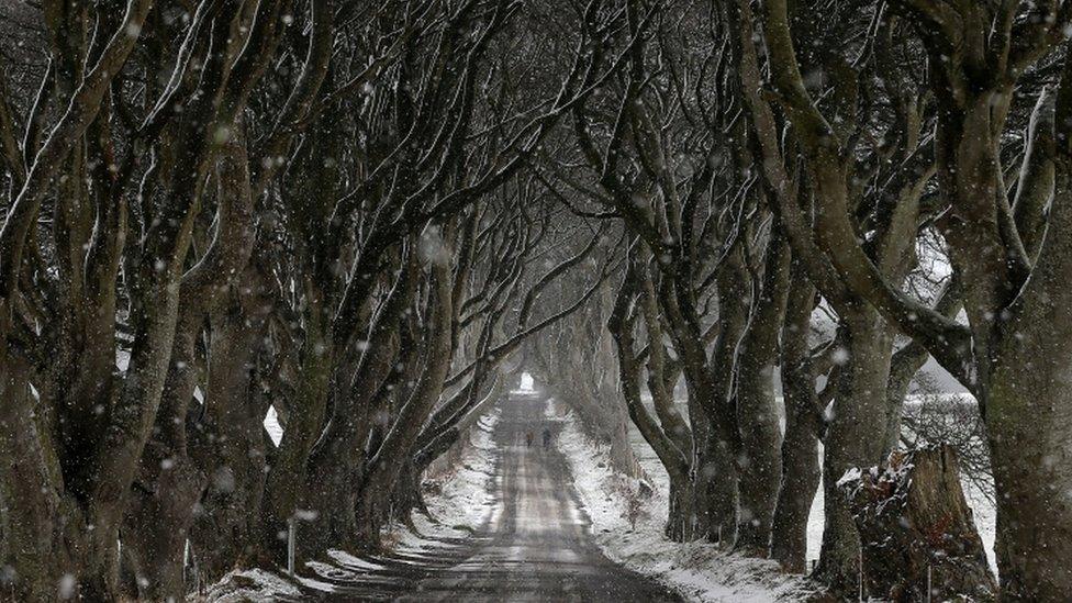 The Dark Hedges in County Antrim