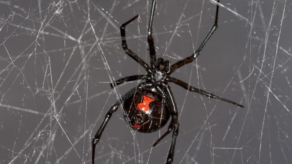 Black widow spider