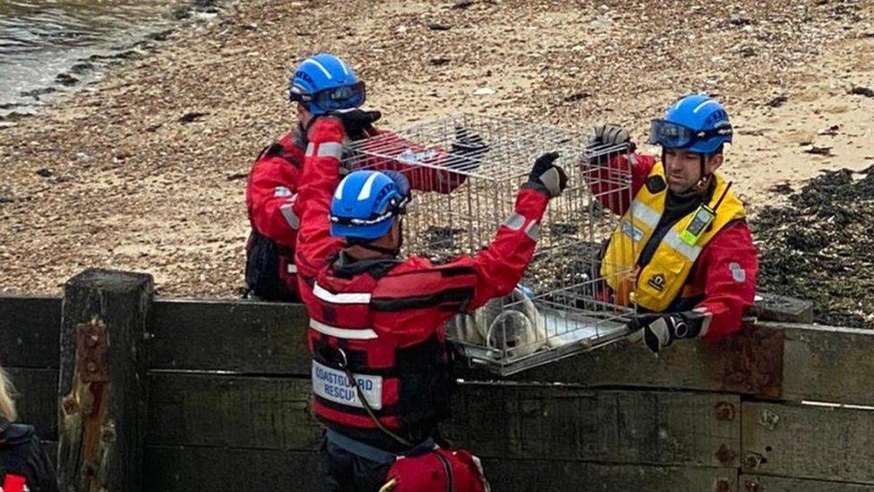 Coastguard with a rescued seal