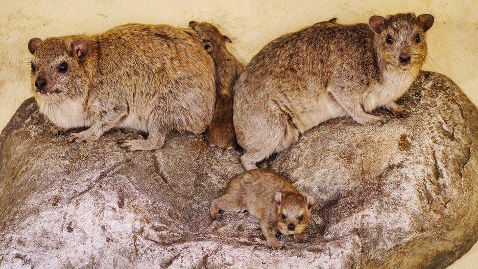 Rock hyrax