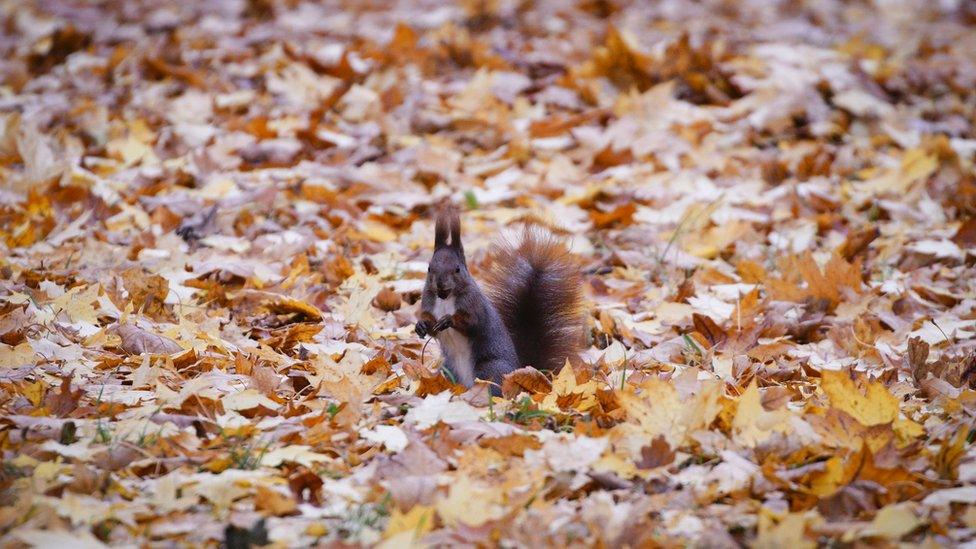 A small squirel in the leaves.