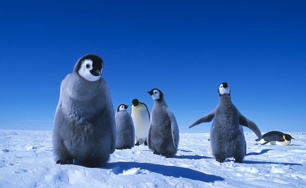 A group of penguins