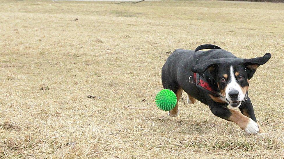 An Entlebucher Sennenhund is catching a ball