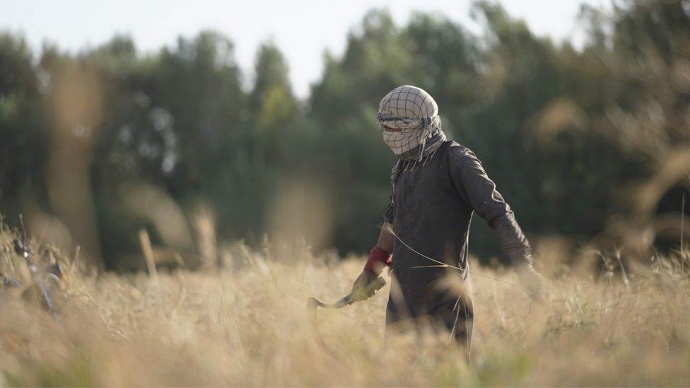 A wheat field in Ghor