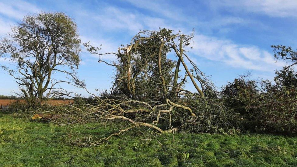 Trees that have fallen down after a storm in Condicote