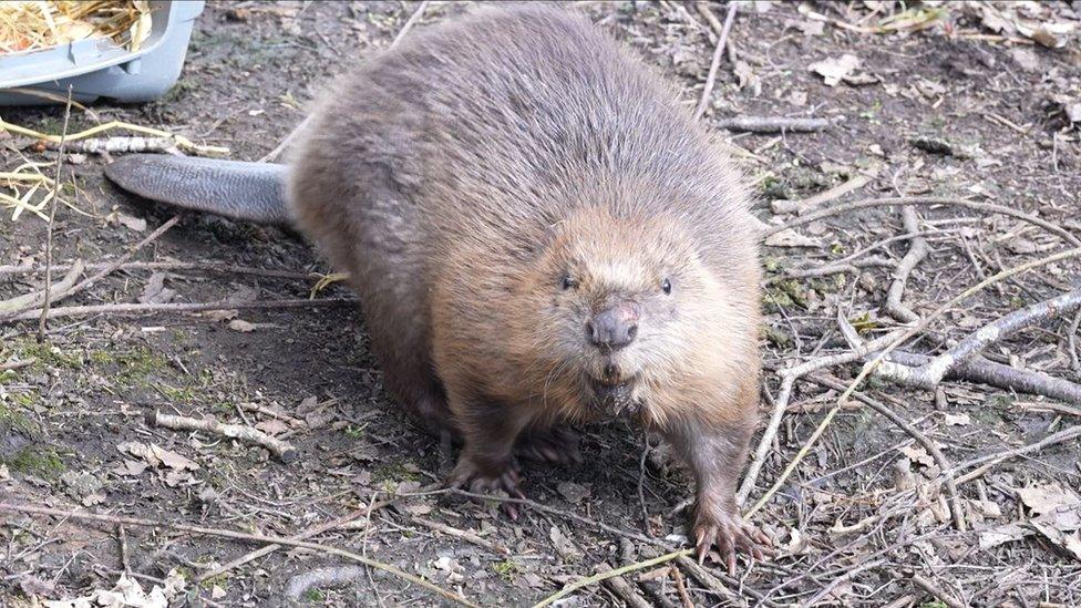 A beaver