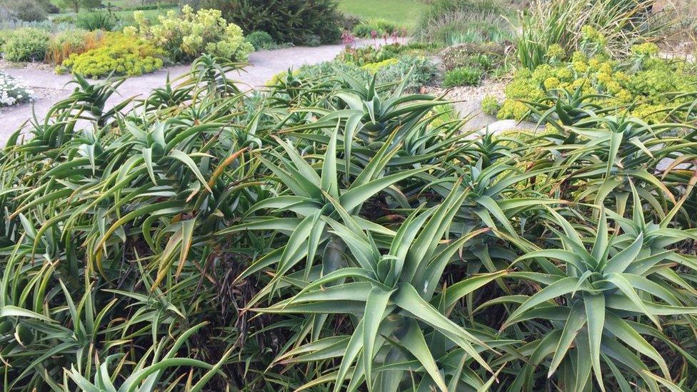 Harlow Carr plants