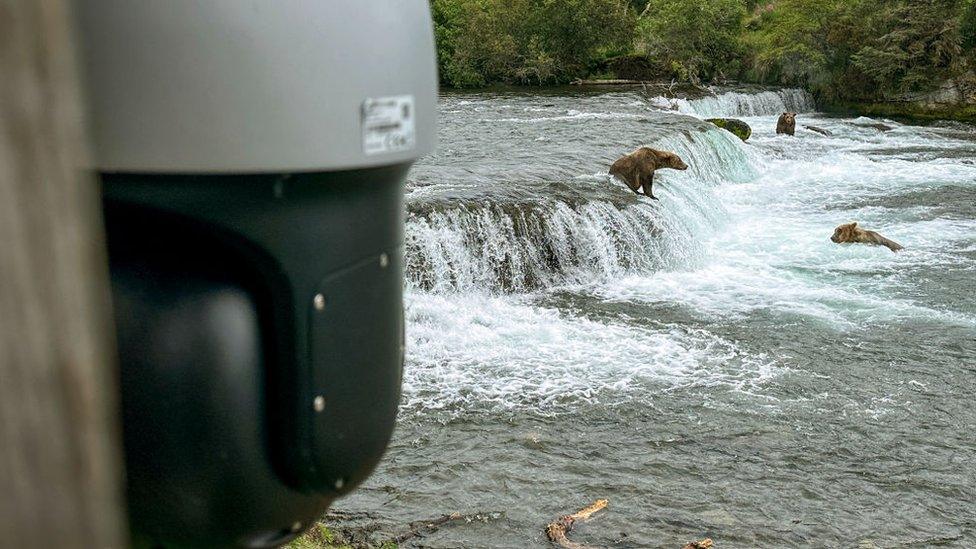 Bear cam in Katmai National Park