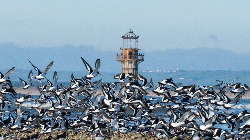 Birds flock at Whiteford Lighthouse, Gower