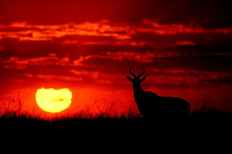 Silhouette photo of a landscape