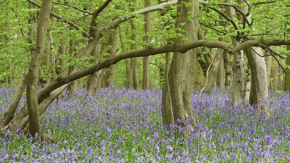 Astonbury Wood and a sea of bluebells