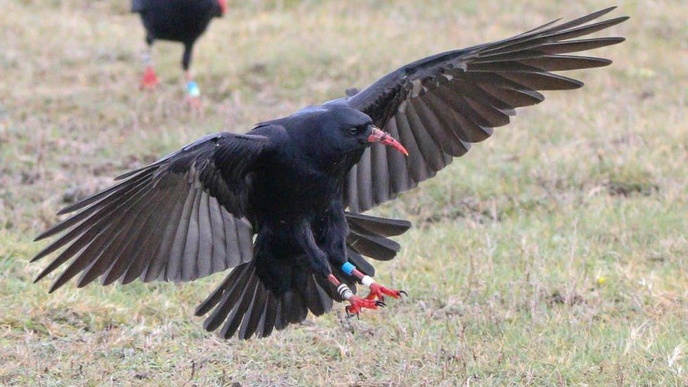 Chough landing