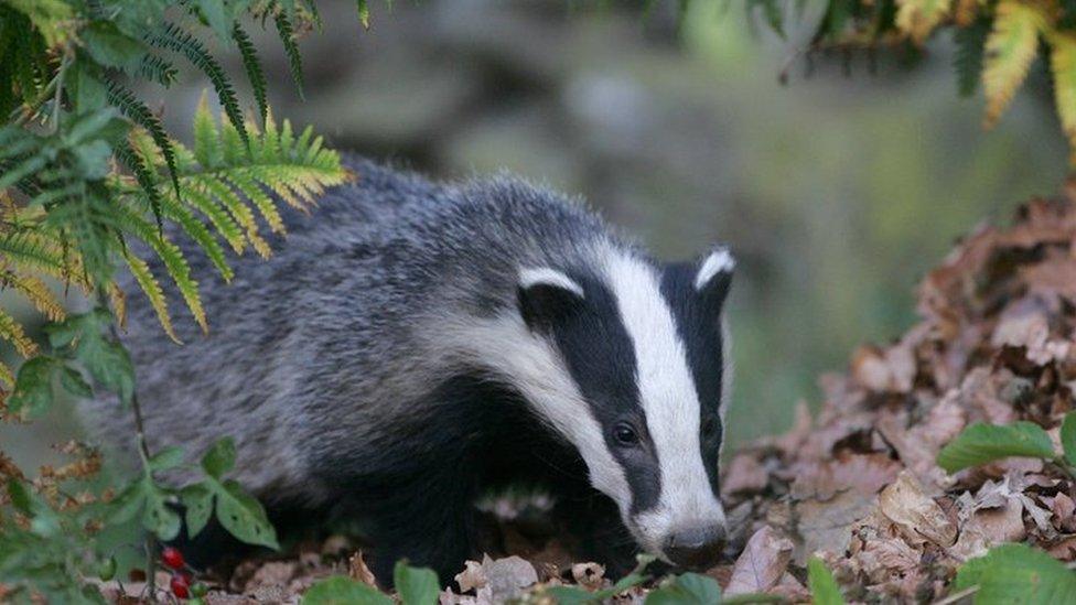 Badger