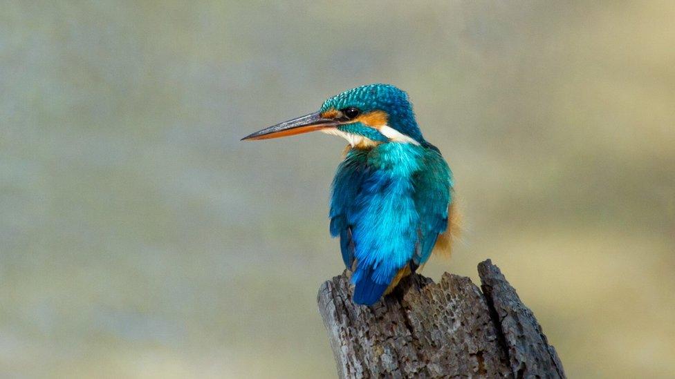 A kingfisher at WWT Slimbridge