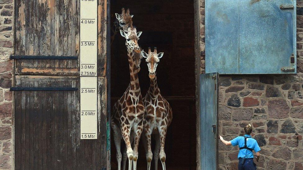 Giraffes look out from the Giraffe House at Chester Zoo in Chester