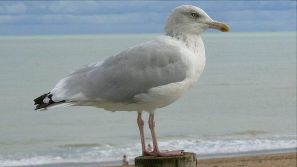 Seagull