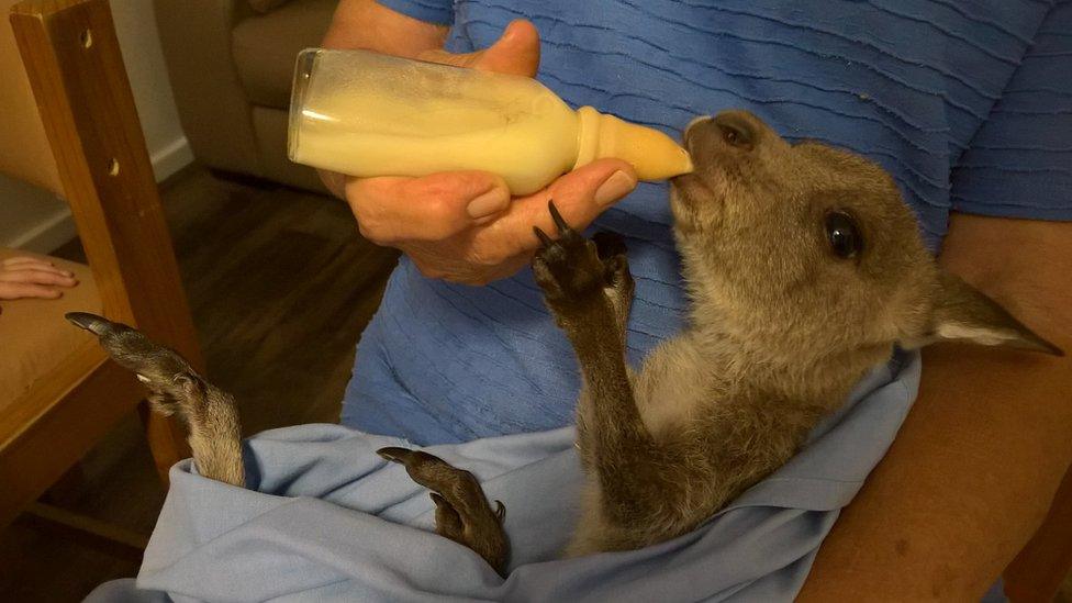 An orphaned joey is nursed with a milk bottle