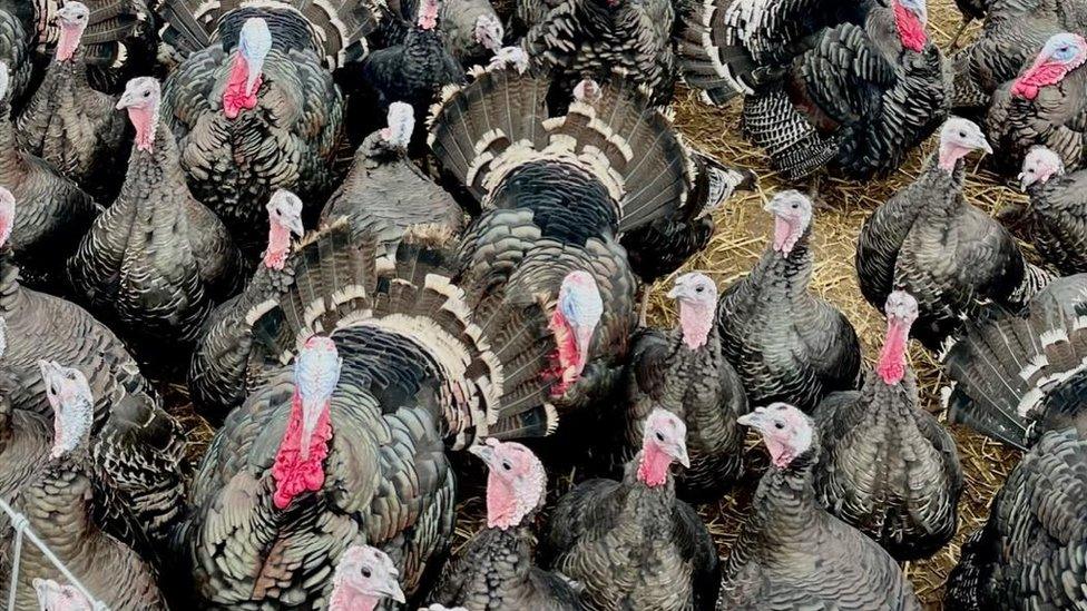 Tom's turkeys