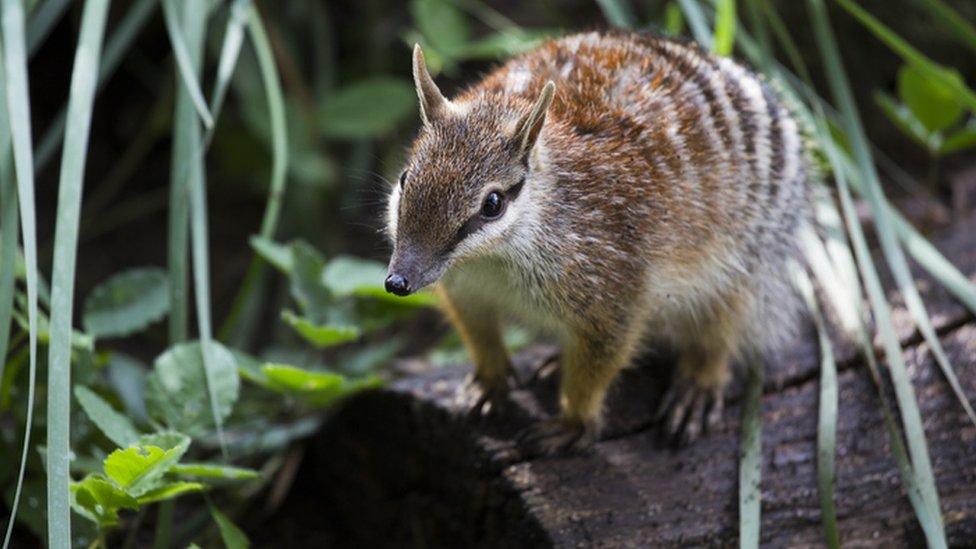 Numbat