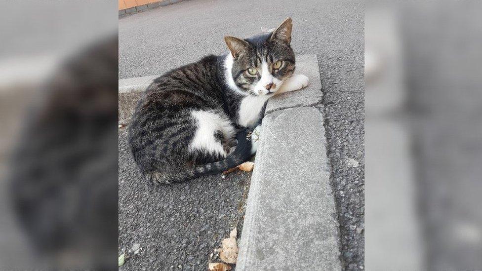 Bob sitting on the pavement of a street