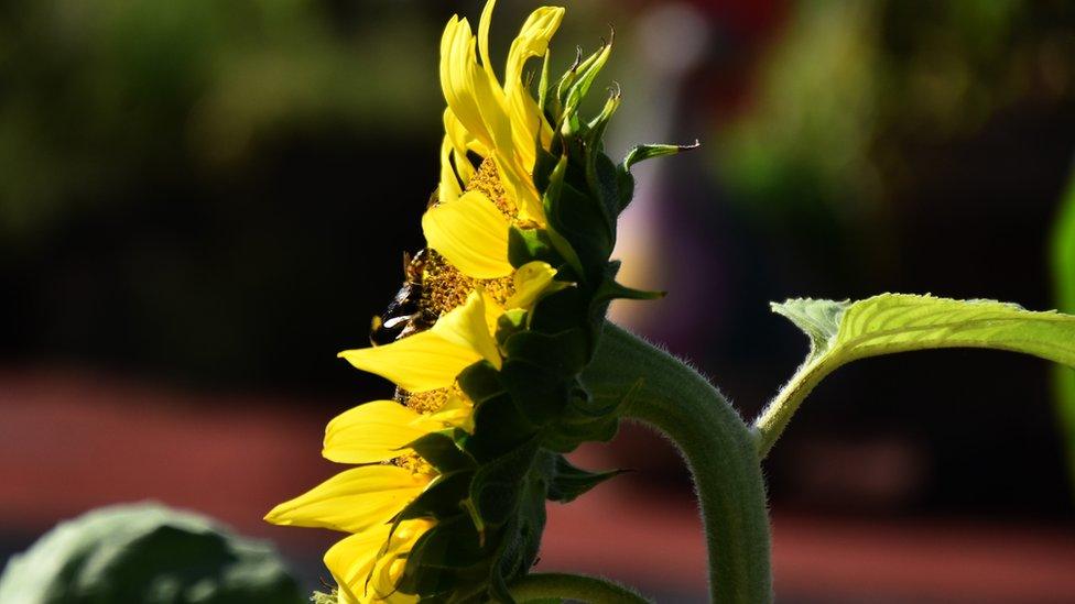 Bee on a plant