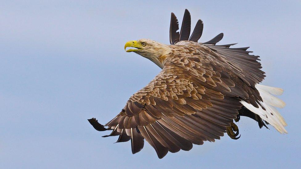 Sea eagle